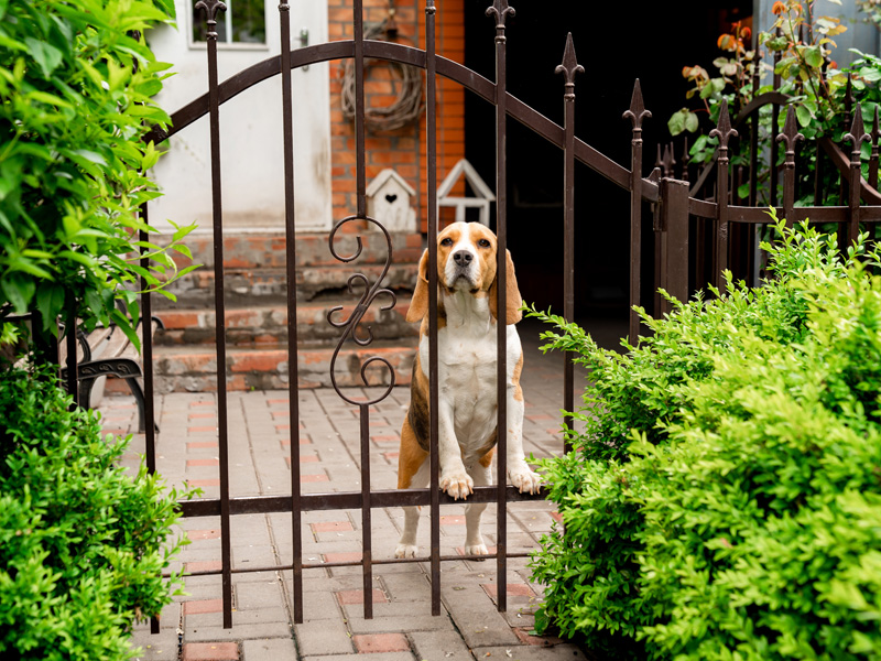 Wrought Iron Pet Fencing in Greater Houston